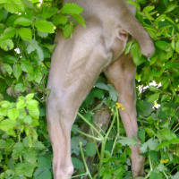 Photo #173653 de Syrius