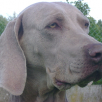 Photo #173659 de Syrius