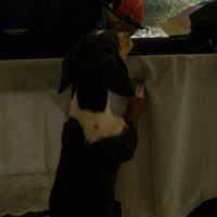 Photo #173773 de Graham siytiap