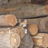 Photo #173869 de Biscotte