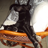 Photo #174163 de Nika