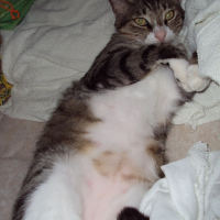 Photo #174193 de Kitty