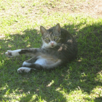 Photo #174199 de Kitty