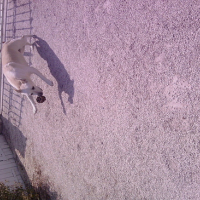 Nala qui s'éclate ! vive les pomme de pins !