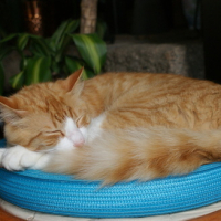 Photo #174487 de Chaussette