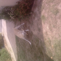 Photo #174655 de Nala