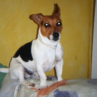 Photo #174943 de Jack