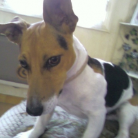 Photo #174949 de Jack