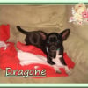 dragone__4_