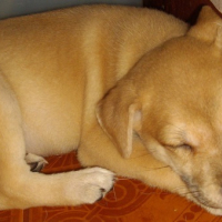 Photo #176383 de Shy