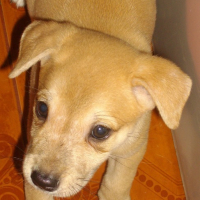 Photo #176401 de Shy