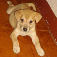 Photo #176425 de Shy