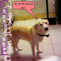Photo #176443 de Cheche
