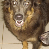 Photo #176515 de Neggy