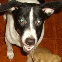 Photo #176593 de Pichie