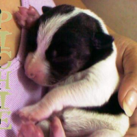 Photo #176599 de Pichie