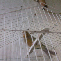 Photo #176779 de Paparajote