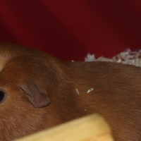 Photo #177031 de Piouh