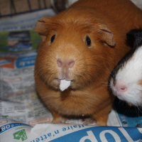 Photo #177037 de Piouh