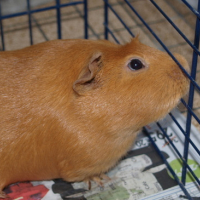 Photo #177043 de Piouh
