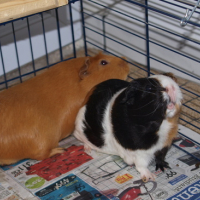 Photo #177055 de Noisette