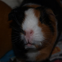 Photo #177061 de Noisette