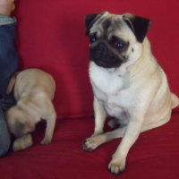 Photo #177163 de Yoda