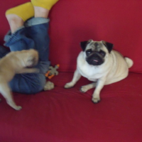 Photo #177169 de Yoda