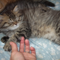 Photo #177241 de Cannelle
