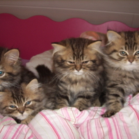 Photo #177247 de Cannelle