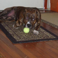 Photo #177727 de Colby jack