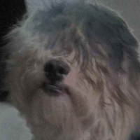 Photo #178153 de Chip