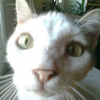 Photo #178213 de Maki