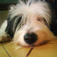 Photo #178609 de Bubbles