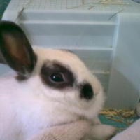 Photo #178705 de Youpie