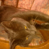 Photo #178723 de Mala