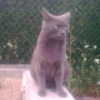 Photo #178729 de Mala