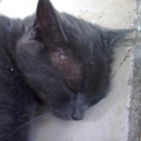 Photo #178735 de Mala