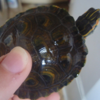 Photo #178819 de Mr tortue