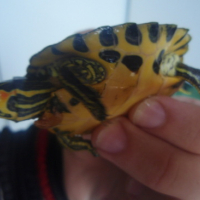Photo #178825 de Mr tortue