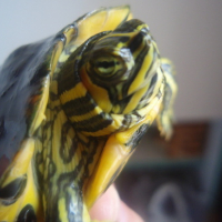 Photo #178831 de Mr tortue