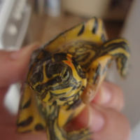 Photo #178837 de Mr tortue