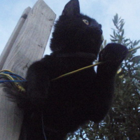 Photo #178849 de Totore