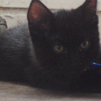 Photo #178855 de Totore