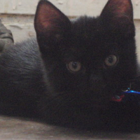 Photo #178861 de Totore