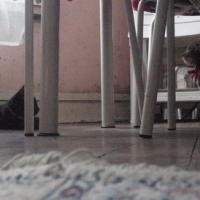 Photo #178867 de Totore
