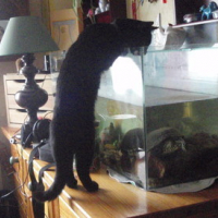 Photo #178879 de Totore