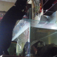 Photo #178885 de Totore