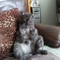 Photo #178928 de Garfield