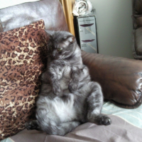 Photo #178929 de Garfield